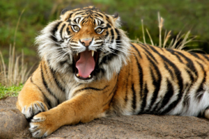 Sumatran Dangerous Tiger229617517 300x200 - Sumatran Dangerous Tiger - Tiger, Sumatran, Dangerous, Afternoon